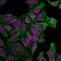 Cytokeratin 7(KRT7/760), CF640R conjugate, 0.1mg/mL