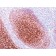 CD35 / CR1(CR1/802), CF640R conjugate, 0.1mg/mL