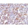 CD68(LAMP4/824), CF640R conjugate, 0.1mg/mL