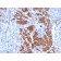 Calponin-1(CALP + CNN1/832), CF640R conjugate, 0.1mg/mL