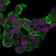 Cytokeratin 18(KRT18/834), CF640R conjugate, 0.1mg/mL