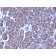 Nuclear Membrane(AE-5), CF640R conjugate, 0.1mg/mL