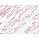p57 / KIP2(KP10), CF640R conjugate, 0.1mg/mL