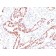 p57 / KIP2(KIP2/880), CF640R conjugate, 0.1mg/mL