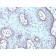 c-Myc(MYC909), CF640R conjugate, 0.1mg/mL