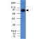 UACA / Nucling(AE-5), CF640R conjugate, 0.1mg/mL