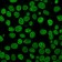 Histone H1(HH1/957), CF640R conjugate, 0.1mg/mL