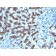 Hepatocyte Specific(CPS1/1022), CF640R conjugate, 0.1mg/mL