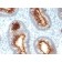 CD66 (CEA)(C66/1030), CF640R conjugate, 0.1mg/mL