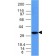 CD74(CLIP/1133), CF640R conjugate, 0.1mg/mL