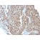 p21 / WAF1(CIP1/823 + DCS-60.2), CF640R conjugate, 0.1mg/mL