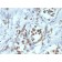 PAX6(PAX6/1166), CF640R conjugate, 0.1mg/mL
