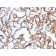 CD34(HPCA1/1171), CF640R conjugate, 0.1mg/mL