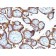 EGFR(31G7), CF640R conjugate, 0.1mg/mL