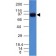 UACA / Nucling(UACA/1222), CF640R conjugate, 0.1mg/mL