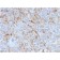 Ferritin, Light Chain (FTL) (Microglia Marker) (FTL/1388), CF640R conjugate, 0.1mg/mL