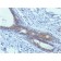 BRCA1 (Breast Marker) (BRCA1/1398), CF640R conjugate, 0.1mg/mL