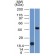 PAX8 (Renal Cell Marker) (PAX8/1491), CF640R conjugate, 0.1mg/mL