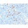 IL3RA / CD123 (Acute Myeloid Leukemia Marker) (IL3RA/1531), CF640R conjugate, 0.1mg/mL