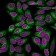 Calnexin (Endoplasmic Reticulum Marker) (CANX/1541), CF640R conjugate, 0.1mg/mL