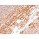 CD44 / HCAM Std.(BU75), CF640R conjugate, 0.1mg/mL