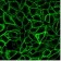 Endoglin / CD105 (ENG/1621), CF640R conjugate, 0.1mg/mL