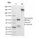CD8A (Cytotoxic- & Suppressor T-Cell Marker)(UCHT4), CF640R conjugate, 0.1mg/mL