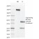 CD44v6 (Marker of Tumor Metastasis)(2F10), CF640R conjugate, 0.1mg/mL