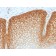 CD44v4 (Marker of Tumor Metastasis) (CD44v4/1700R), CF640R conjugate, 0.1mg/mL