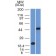 PAX8 (Renal Cell Marker)(PAX8/1491 + PAX8/1492), CF640R conjugate, 0.1mg/mL