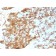 CD45RB (B-Cell Marker) (PTPRC/1783R), CF640R conjugate, 0.1mg/mL