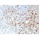 HSV1 (Herpes Simplex Virus Type I)(10A3), CF640R conjugate, 0.1mg/mL