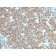CD20 / MS4A1 (B-Cell Marker) (rIGEL/773), CF640R conjugate, 0.1mg/mL