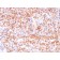 Calponin-1 (Smooth Muscle Marker) (rCNN1/832), CF640R conjugate, 0.1mg/mL