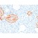 Chromogranin A / CHGA (Neuroendocrine Marker) (rCHGA/798), CF640R conjugate, 0.1mg/mL