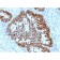 p53 Tumor Suppressor Protein (PCRP-TP53-2A10), CF640R conjugate, 0.1mg/mL