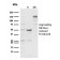 CD8b, Mouse(H35-17.2), CF640R conjugate, 0.1mg/mL