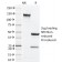 Biotium BNC402004-500, CD134, Mouse (OX40)(OX-86), CF640R conjugate, 0.1mg/mL