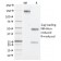 NK1.1 / CD161c / Klrb1c, Mouse(PK136), CF640R conjugate, 0.1mg/mL