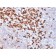 Biotium BNC402032-100, Biotin (Vitamin B7 or Vitamin H) (BTN/2032R), CF640R conjugate, 0.1mg/mL