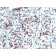 MyoD1 (Rhabdomyosarcoma Marker) (MYOD1/2075R), CF640R conjugate, 0.1mg/mL