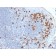 Human Kappa Light Chain (B-Cell Marker) (rKLC264), CF640R conjugate, 0.1mg/mL