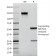 EGFR (Epidermal Growth Factor Receptor)(F4), CF640R conjugate, 0.1mg/mL