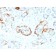 Crystallin Alpha B(CPTC-CRYAB-1), CF640R conjugate, 0.1mg/mL