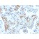 Glutathione S-Transferase Mu1 (GSTM1)(CPTC-GSTMu1-3), CF640R conjugate, 0.1mg/mL
