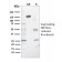 Lactoylglutathione Lyase(CPTC-GLO1-1), CF640R conjugate, 0.1mg/mL