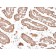 Villin (GI-Mucosal & Urogenital Brush Border Marker) (rVIL1/1325), CF640R conjugate, 0.1mg/mL