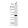 PAX5 / BSAP (Early B-Cell Marker)(rPAX5/2060), CF640R conjugate, 0.1mg/mL