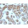 Moesin (rMSN/492), CF640R conjugate, 0.1mg/mL