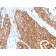 CD9 (TSPAN29) (Motility-Related Protein-1)(CD9/2343), CF640R conjugate, 0.1mg/mL